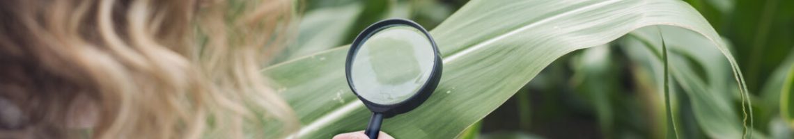 Agronomist expert examining corn leaf looking for disease indicator.