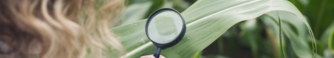Agronomist expert examining corn leaf looking for disease indicator. Agronomist expert examining corn leaf looking for disease indicator.